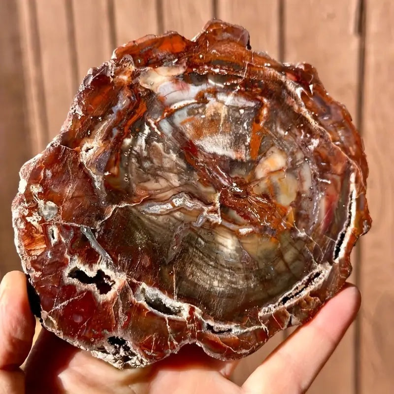 Platte aus versteinertem Holz – Gewichtsoptionen