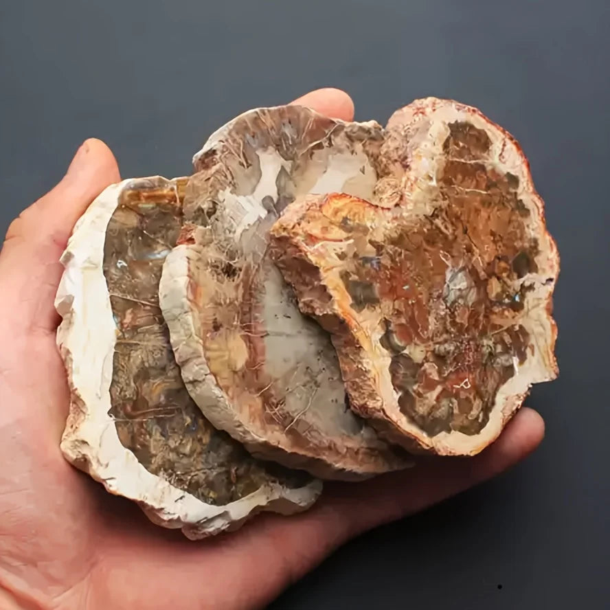 Polished Petrified Wood Slice - 300–400 g - 1 piece (300–400 g)