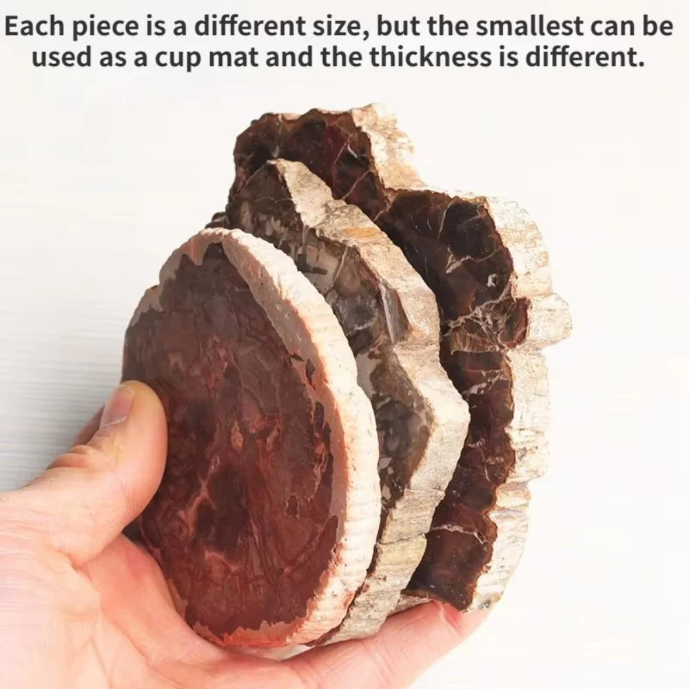 Polished Petrified Wood Slice - 300–400 g