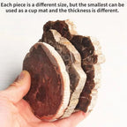Polished Petrified Wood Slice - 300–400 g