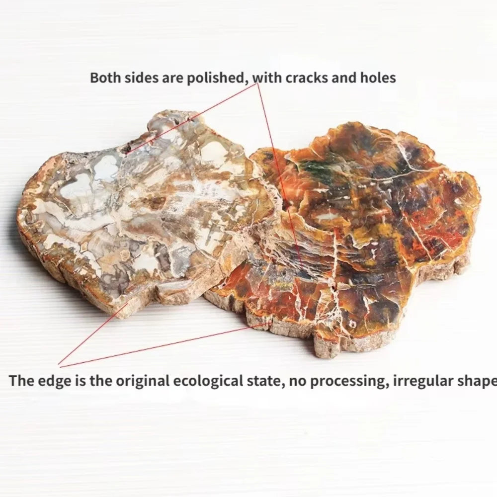 Polished Petrified Wood Slice - 300–400 g