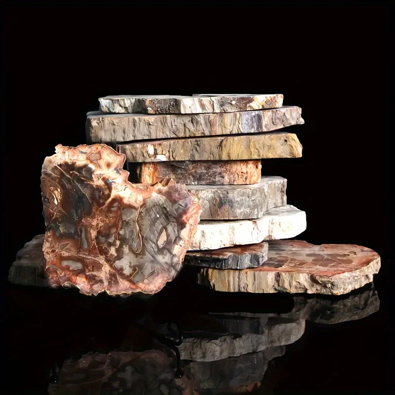 Polished Petrified Wood Slice - 300–400 g