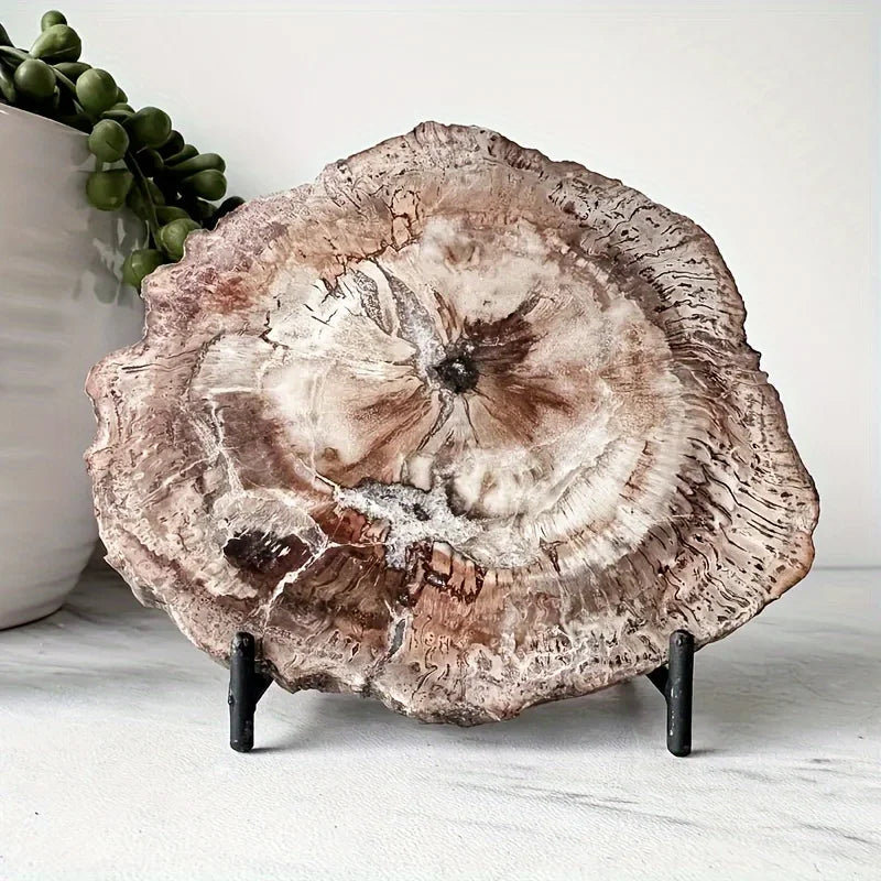 Petrified Wood Slab Specimen - 400–500 g