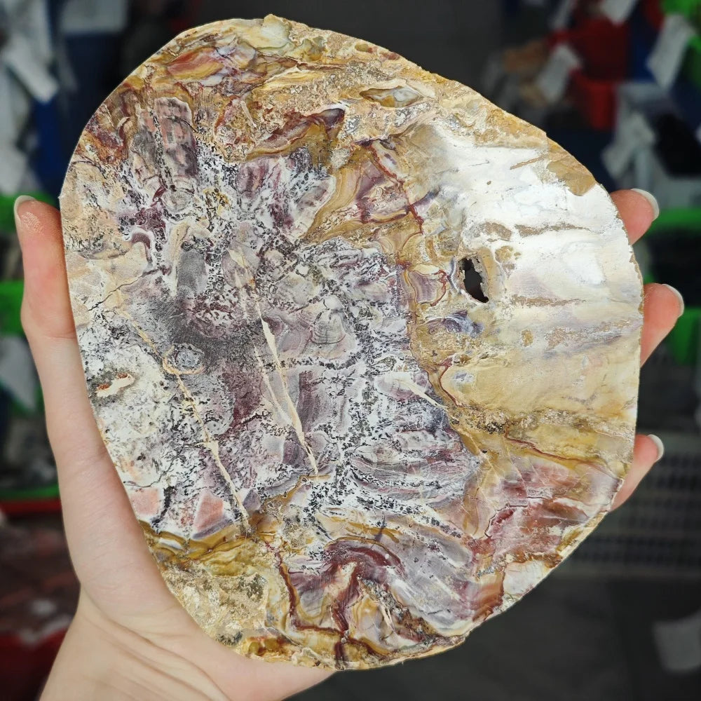 Petrified Wood Slab Specimen - 400–500 g