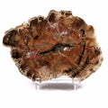 500-700g Natural Polished Rough Stones fossil Wood Slab Specimen Petrified Wood Slice Crystal Decor - Standard