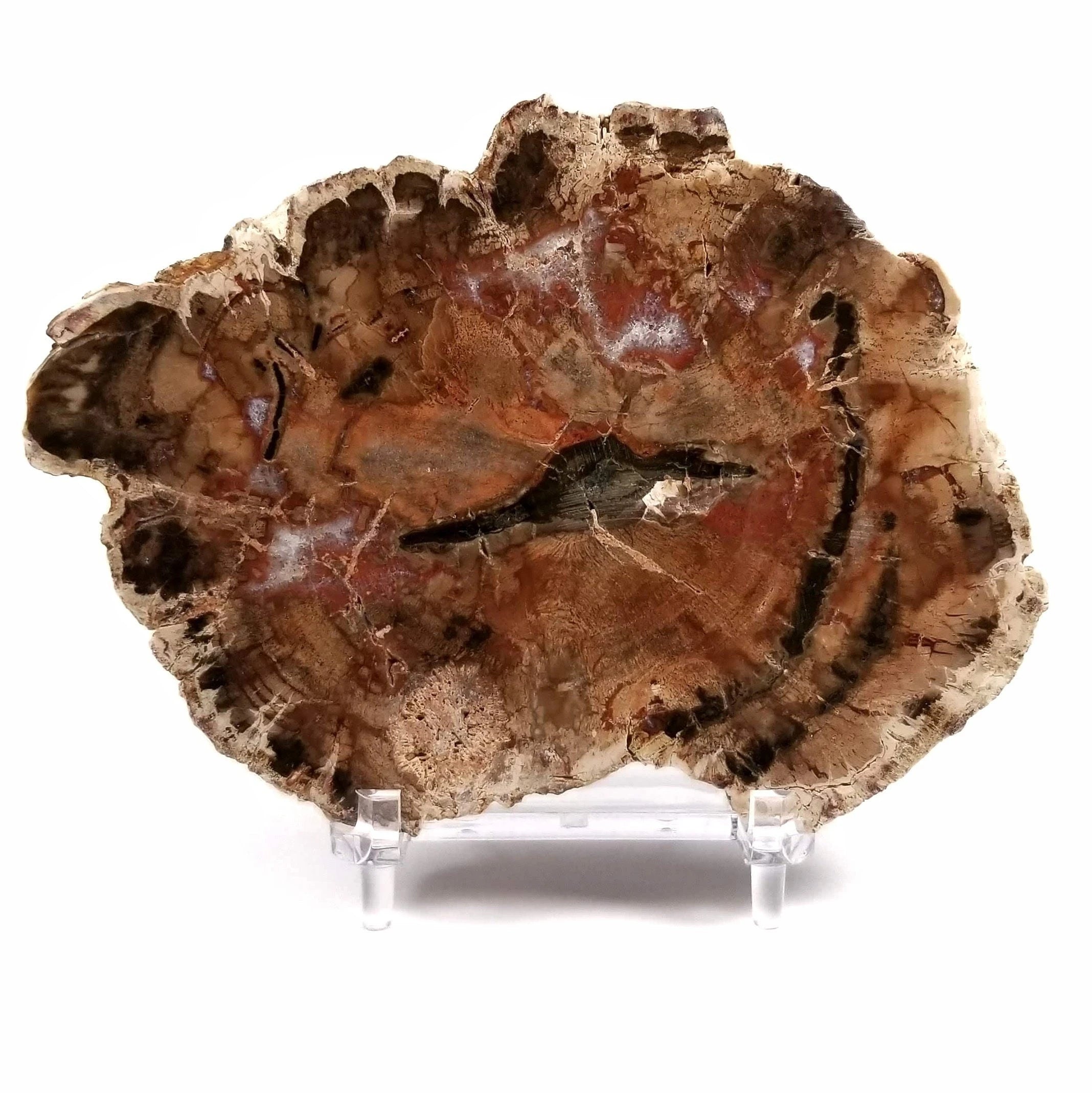 500-700g Natural Polished Rough Stones fossil Wood Slab Specimen Petrified Wood Slice Crystal Decor - Standard