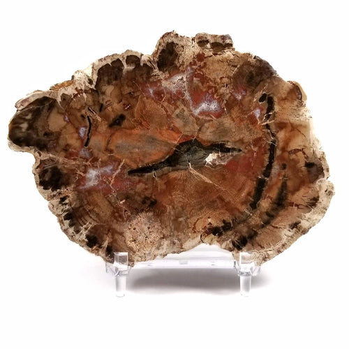 500-700g Natural Polished Rough Stones fossil Wood Slab Specimen Petrified Wood Slice Crystal Decor - Standard