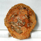 500-700g Natural Polished Rough Stones fossil Wood Slab Specimen Petrified Wood Slice Crystal Decor