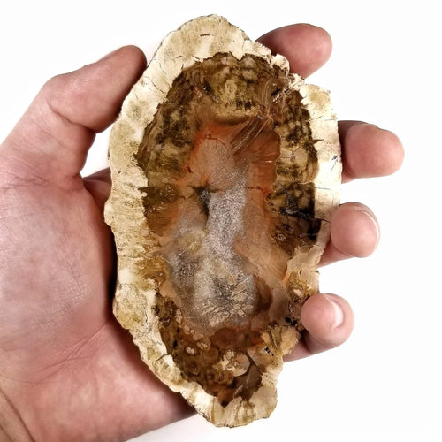 500-700g Natural Polished Rough Stones fossil Wood Slab Specimen Petrified Wood Slice Crystal Decor