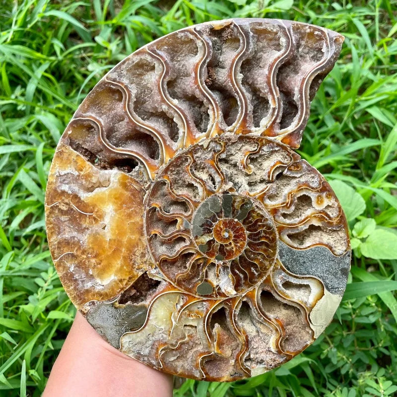 Natural Ammonite Snail Fossil Mineral Specimen Stone Crystal Crafts for Home Decoration and Holiday Gift