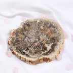 Natural Polished Wood Fossil Slab Rough Petrified Wood Stone Slice Specimen with & Buddhism Theme
