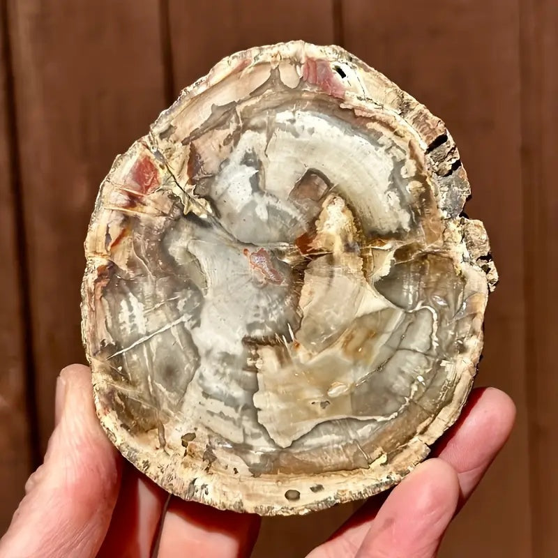Platte aus versteinertem Holz – Gewichtsoptionen