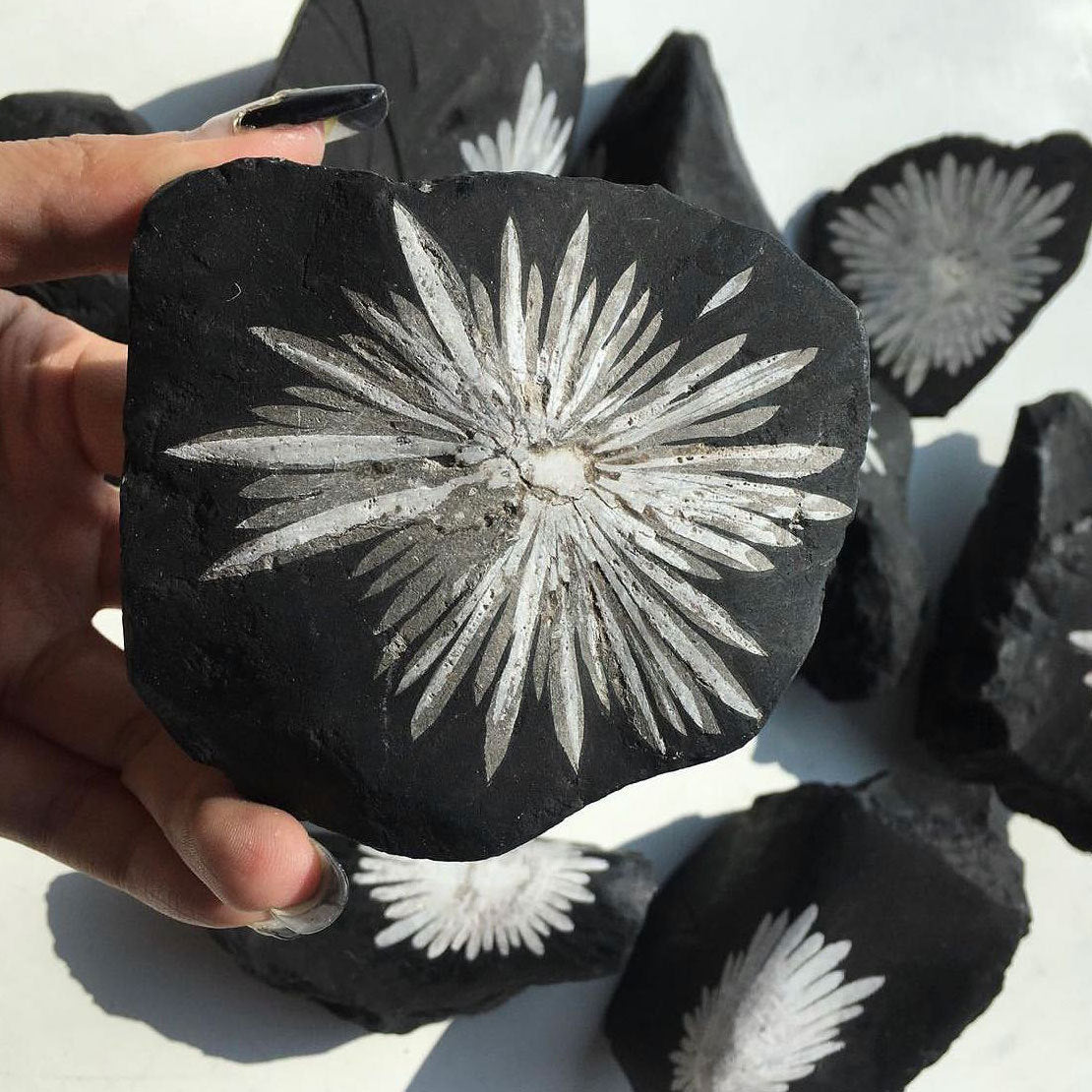 Chrysanthemum Stone Specimen, Raw