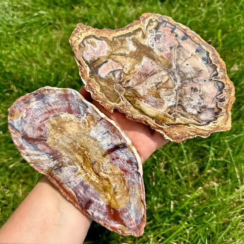 Platte aus versteinertem Holz – Gewichtsoptionen