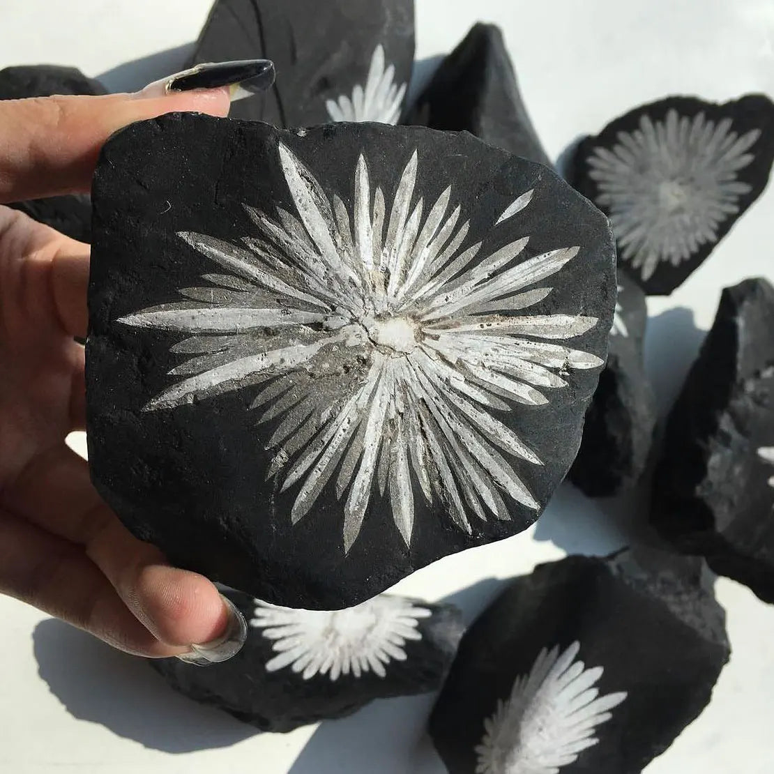 Crystal Product Stone Natural Raw Chrysanthemum Specimen Stone Roughe for Home Decoration