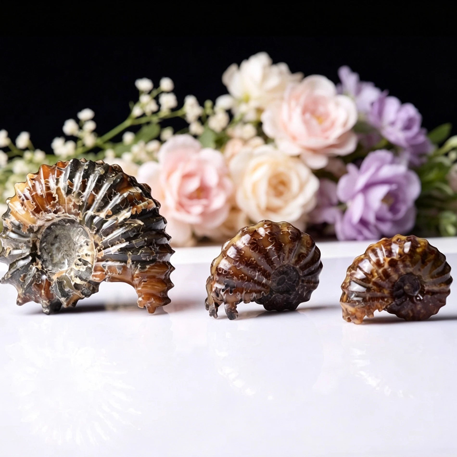 Natural Marisa Cornuarietis Ammonite Madagascar Specimen Polished Conch Shell Seasnail Horn Fossil Conch Stone