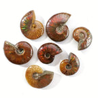 Shiny Colorful Natural Gemstone Ammonite Fossil Specimen Tabletop Decoration Crystal Decor