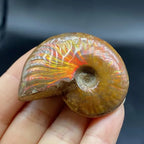 Shiny Colorful Natural Gemstone Ammonite Fossil Specimen Tabletop Decoration Crystal Decor