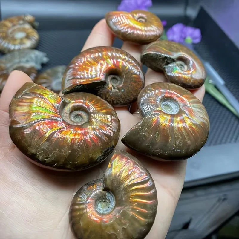 Shiny Colorful Natural Gemstone Ammonite Fossil Specimen Tabletop Decoration Crystal Decor