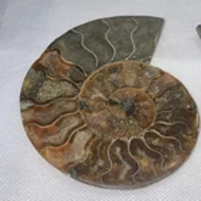 Natural Ammonite Natural Fossil Conch Crystal Specimen.for