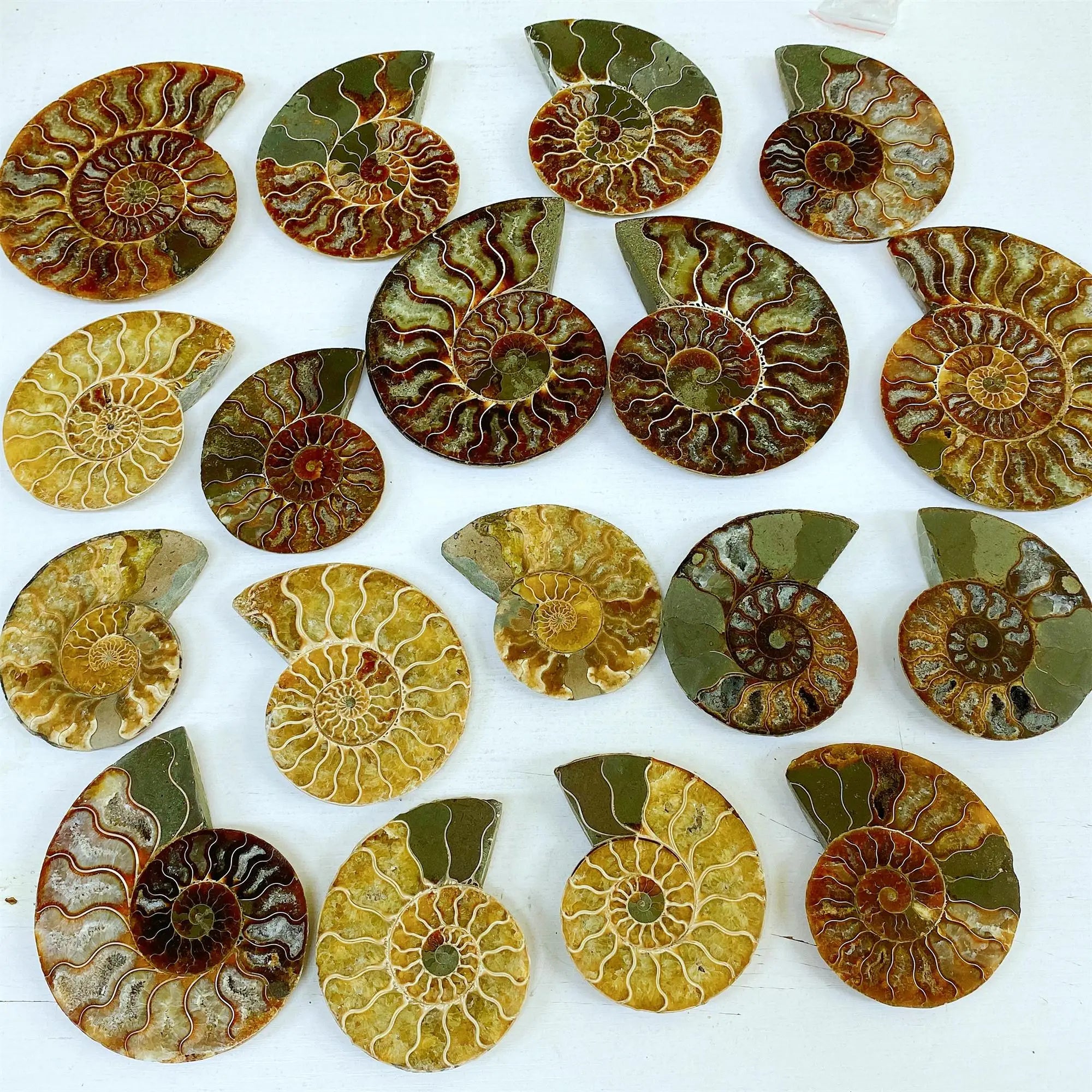 Ammonite Fossil Slab - 1 piece