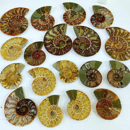 Ammonite Fossil Slab - 1 piece