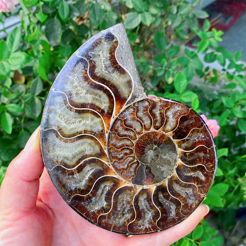 Ammonite Fossil Slab