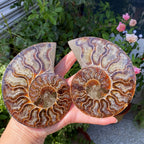 Ammonite Fossil Slab