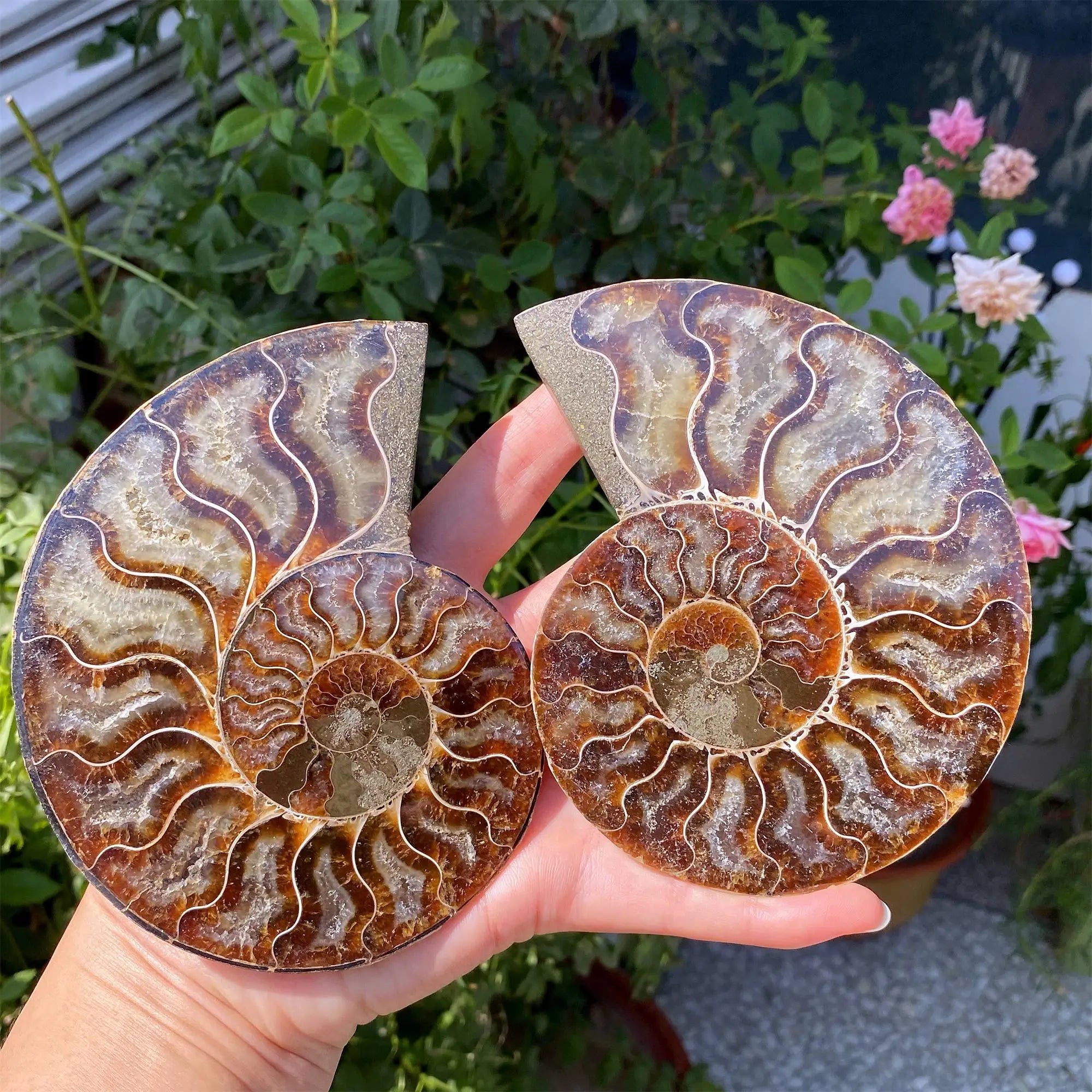 Ammonite Fossil Slab