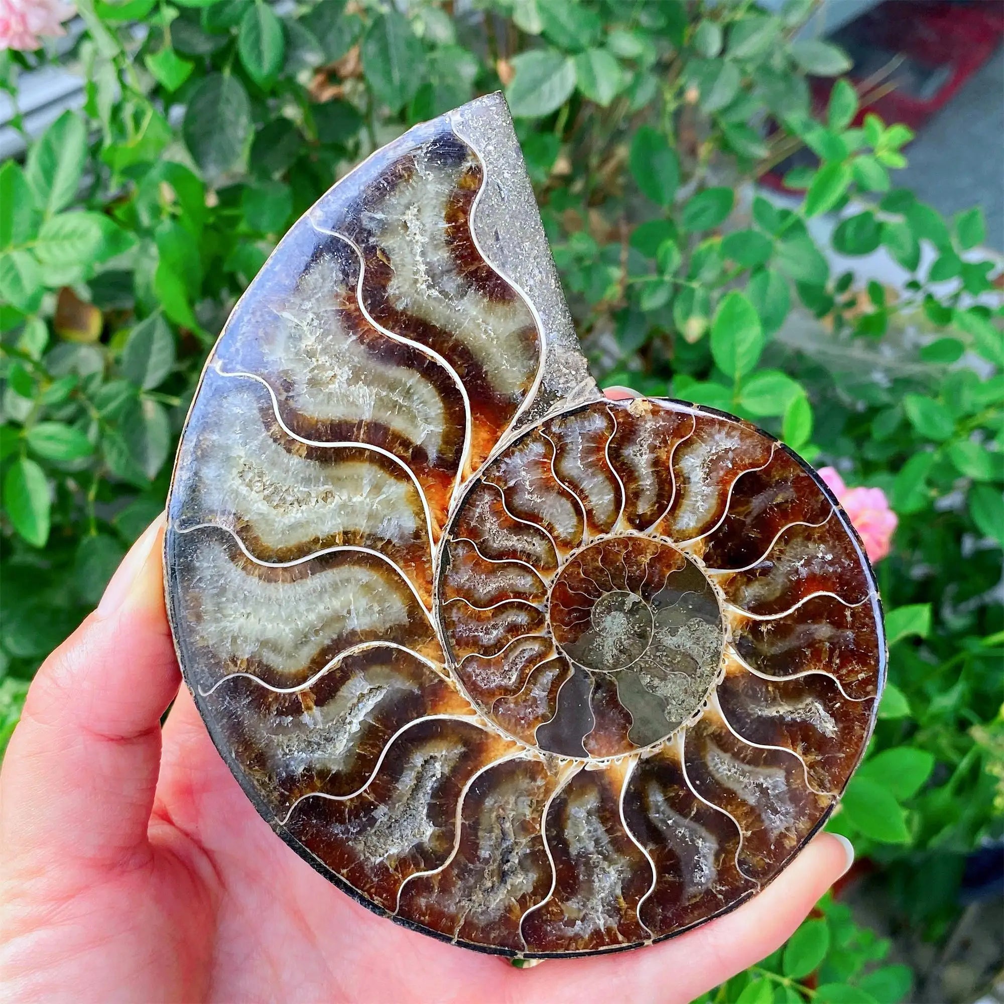 Natural Ammonite Snail Fossil Mineral Specimen Stone Crystal Crafts for Home Decoration and Holiday Gift