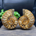 Polished Iridescent Natural Ammonite Fossil Slice for Mineral Collection Crystal - Standard