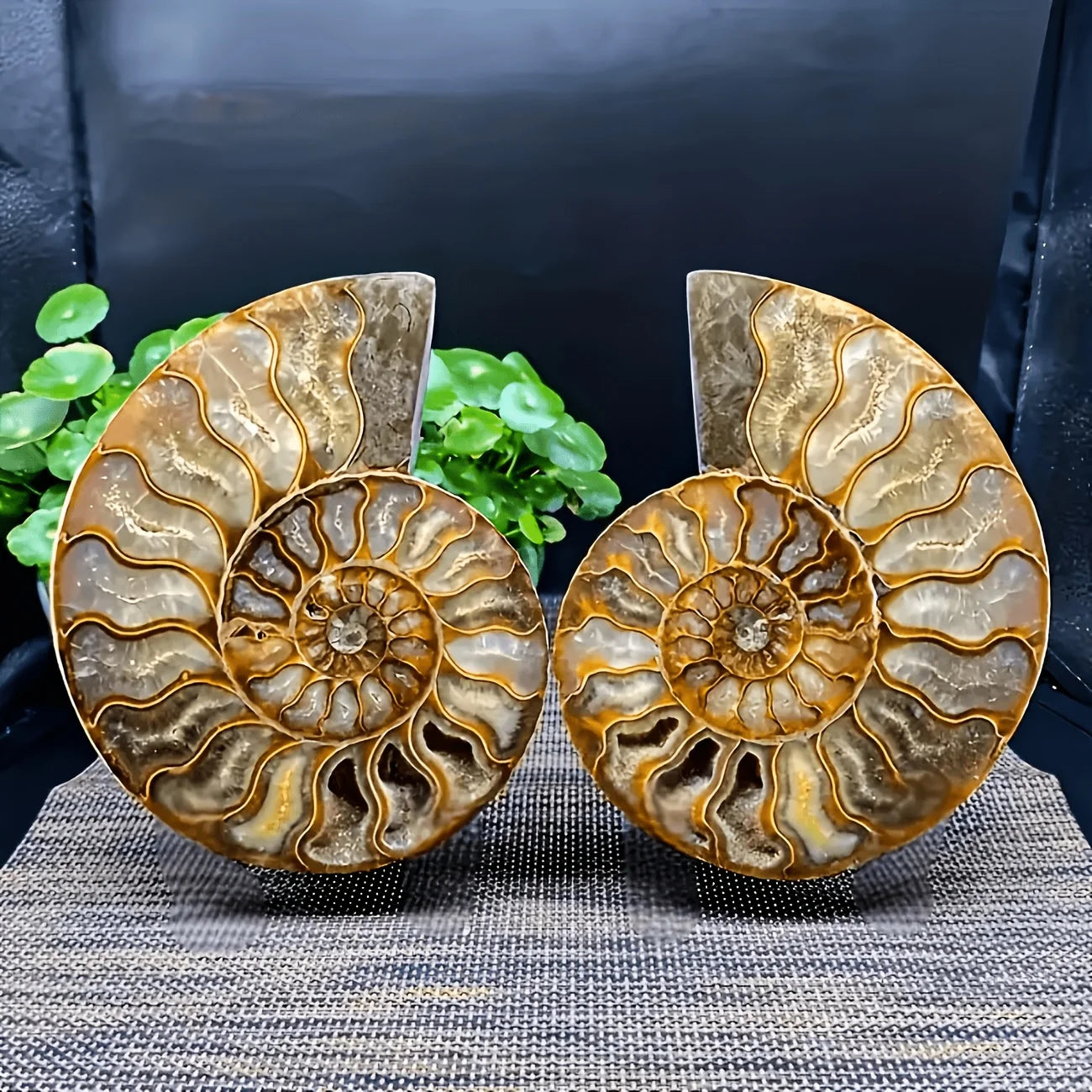 Polished Iridescent Natural Ammonite Fossil Slice for Mineral Collection Crystal - Standard