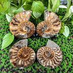 Polished Iridescent Natural Ammonite Fossil Slice for Mineral Collection Crystal