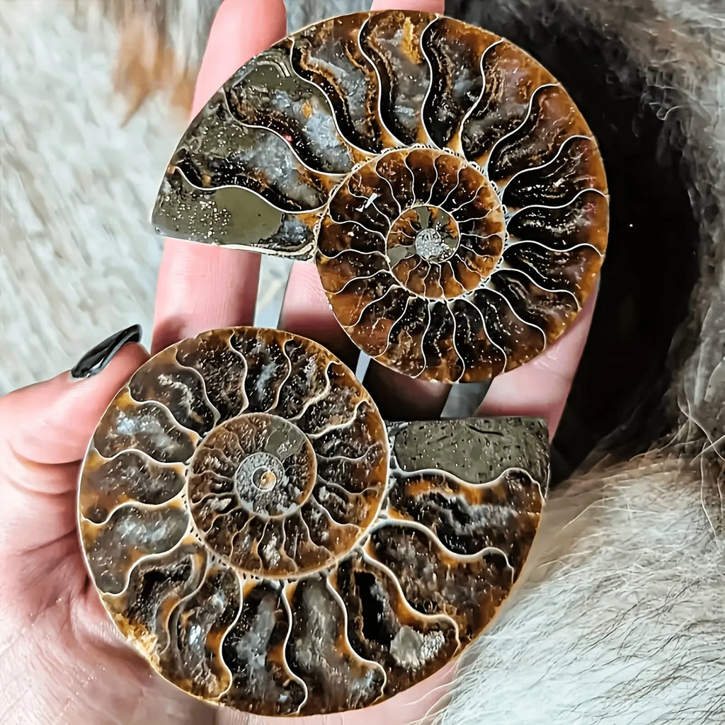Polished Iridescent Natural Ammonite Fossil Slice for Mineral Collection Crystal