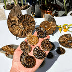 Polished Iridescent Natural Ammonite Fossil Slice for Mineral Collection Crystal