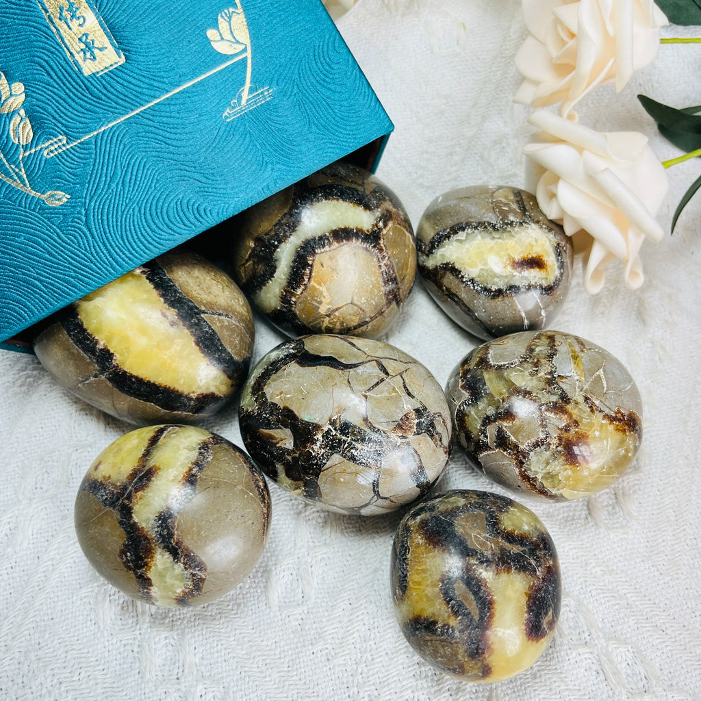 Polished Septarium Palm Stone for Home Decoration and Health